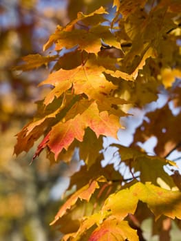 Yellow autumn leafs against a blue clear sky