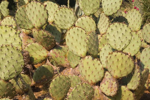 cactus background - perfect as botanic background