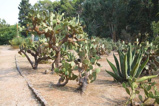 cactus garden - Lokrum island in Croatia