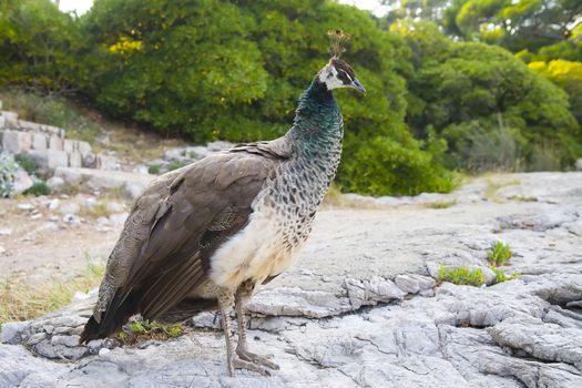 beautiful peacock - botanic garden in Lokrum Island, Croatia