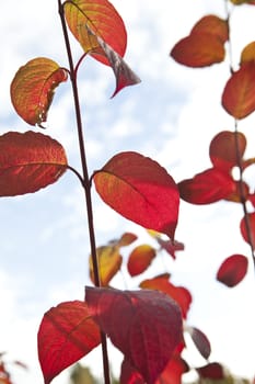 Red autumn leafs against a blue sky