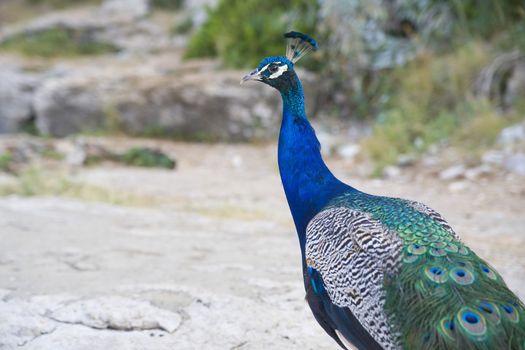 beautiful peacock - botanic garden in Lokrum Island, Croatia