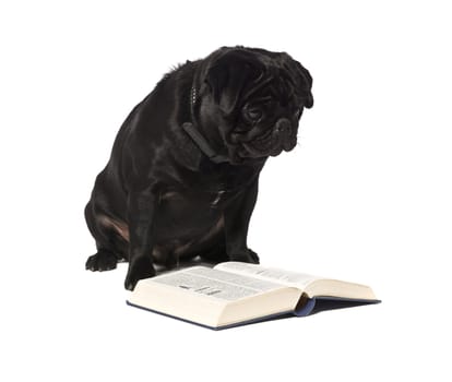 Dog reading a book isolated on a white background