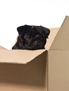 Dog in a box isolated on a white background