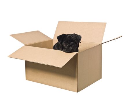 Dog in a box isolated on a white background