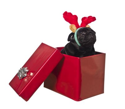 Dog in a gift box with reindeer antlers isolated on white