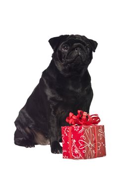 Black dog with a gift isolated on a white background