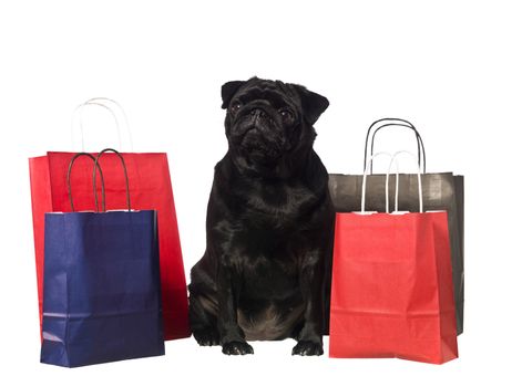 Black dog with shopping bags isolated on white