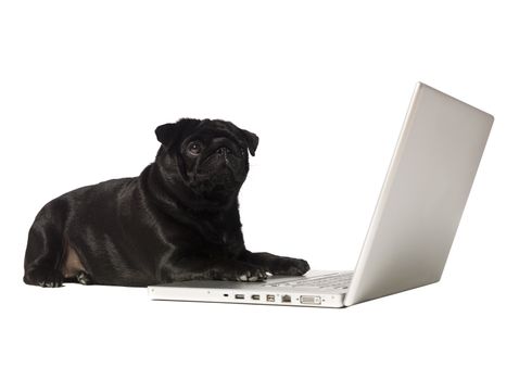 Black dog at the computer isolated on white