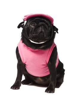 Dog dressed in pink isolated on white