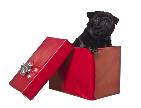 Dog in a gift box isolated on white
