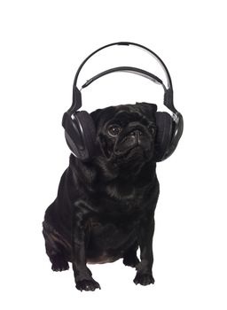 Black pug listening to music isolated on white