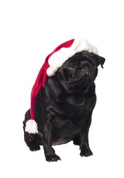 Black pug with a santa hat isolated on white