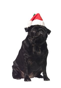 Black pug with a santa hat isolated on white