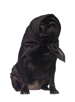 Pug with a scarf on the head isolated on white