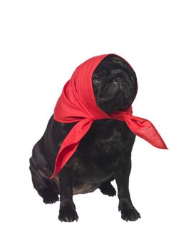 Pug with a scarf on the head isolated on white