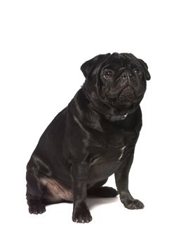 Black pug isolated on a white background