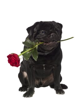 Black pug with a rose in the mouth isolated on white