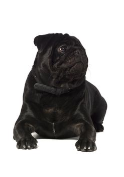 Black pug isolated on a white background