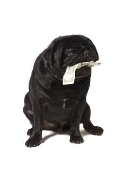 Black pug with dollar bills in the mouth isolated on a white background