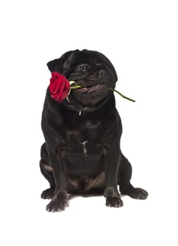 Black pug with a rose in the mouth isolated on white