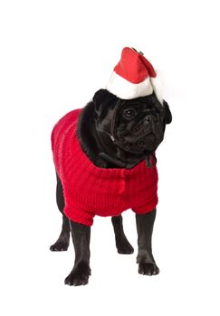 Black pug with a christmas dress isolated on white