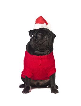 Black pug with a christmas dress isolated on white