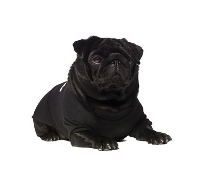 Black pug isolated on a white background