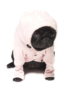 Black pug dressed in a pink hoodie isolated on white