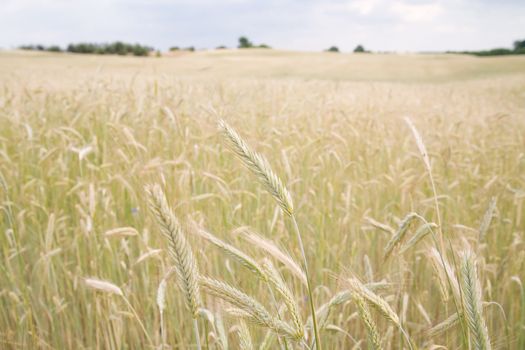 golden yield - photo taken in Poland