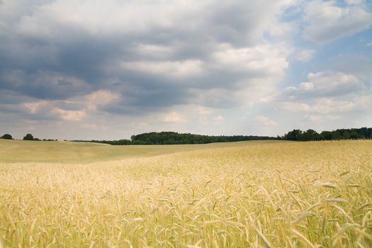 golden yield - photo taken in Poland