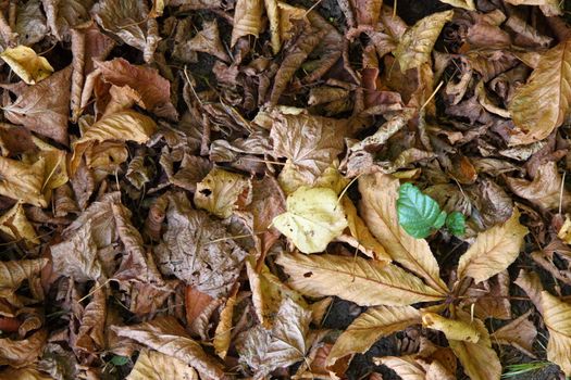 Decomposing leaves after the autumn drop