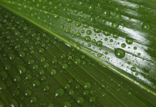 A macro shot of a green leaf with waterdrops on it.