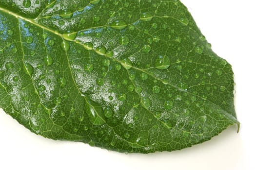 A macro shot of a green leaf with waterdrops on it.