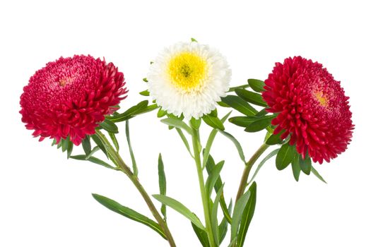 close-up three red and white asters isolated