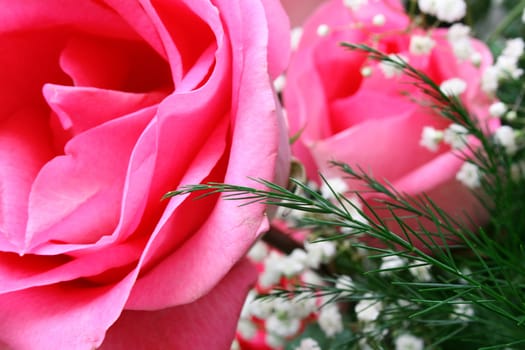 Pink roses are issued in a bouquet, can be used, as a congratulation basis.