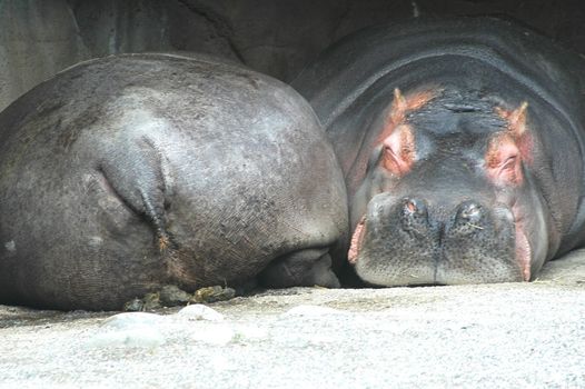 Opposite position of two hippos.