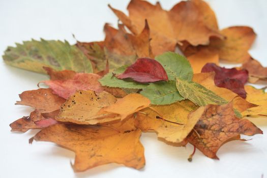 Collection of green, orange, yellow and brown autumn leaves