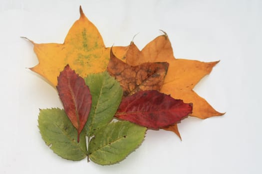 Autumn leaves in green, brown, yellow and orange shades