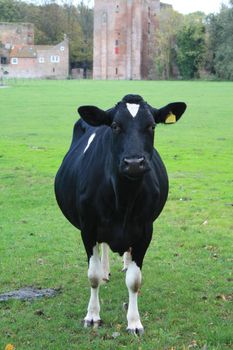 Friendly black cow in a green meadow