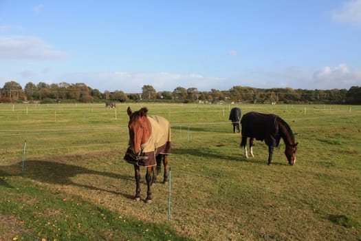 Group of horses in a green meadow