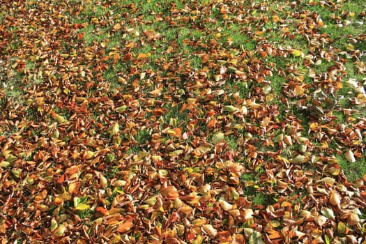 Various leaves in autumn shades on the grass