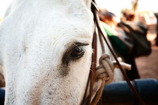 Closeup on the eye of a pack mule near the Grand Canyon