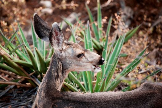 Mule Deer with Mouth Open in the Grand Canyon