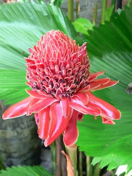 Ginger Flower