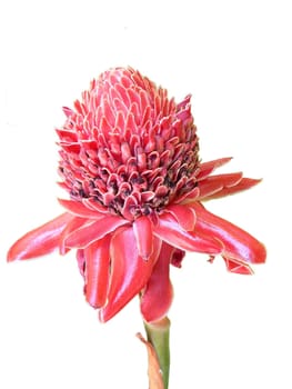 Ginger Flower on White