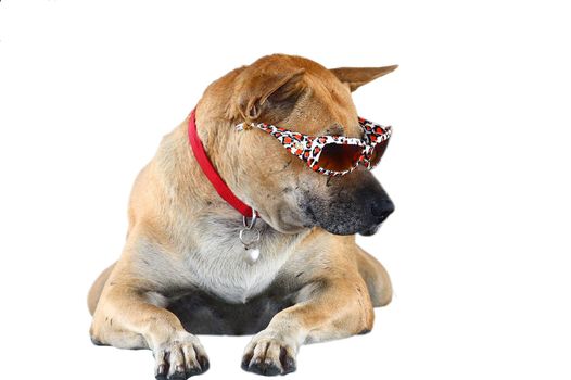 Dog Wearing Sunglasses