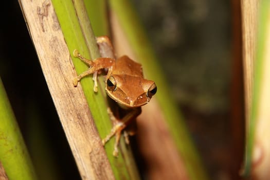 Common Tree Frog