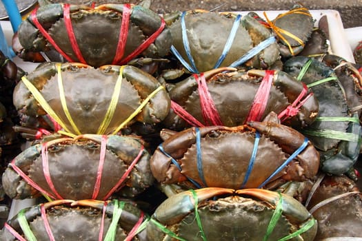 Live Crabs