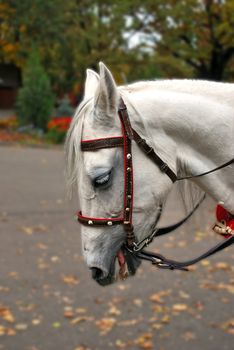 White beautiful horse with white long eyelashes 